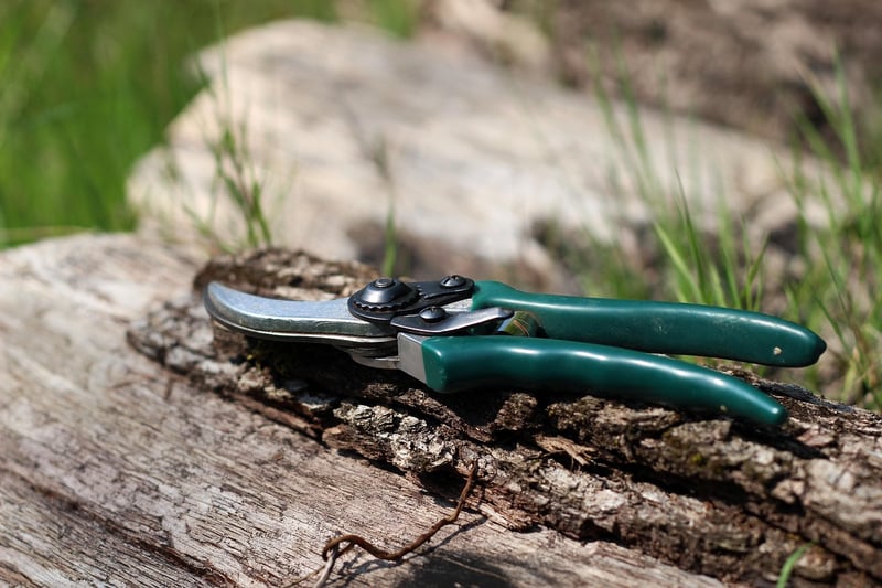Sorceress Pruning