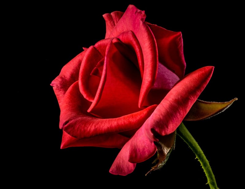 Enchanted Rose